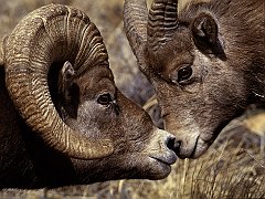 Ram Touch, Big Horn Ram and Ewe